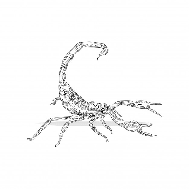 Scorpion Drawing Realistic