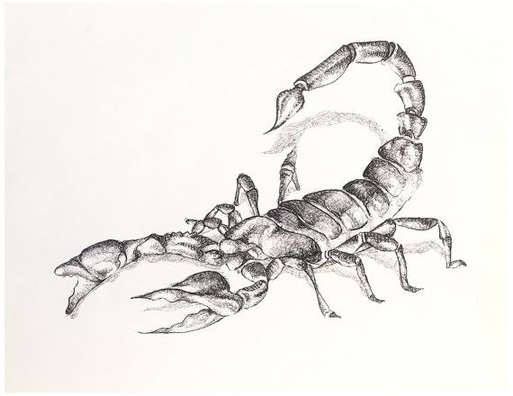 Scorpion Drawing Fine Art Giclee Print - Etsy
