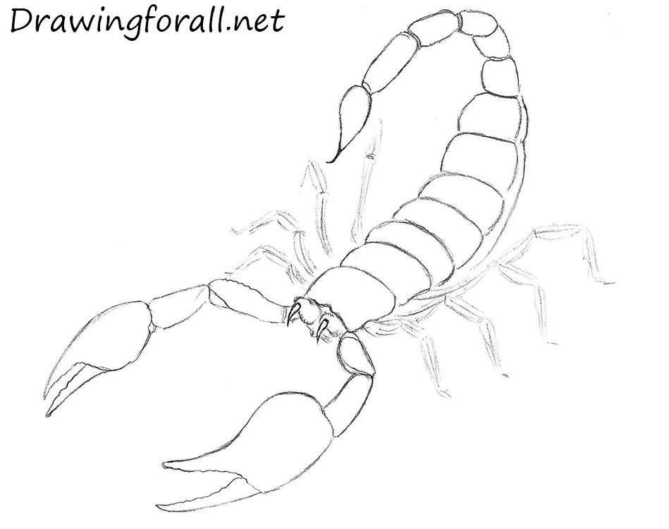 Scorpion Stinger Drawing Art