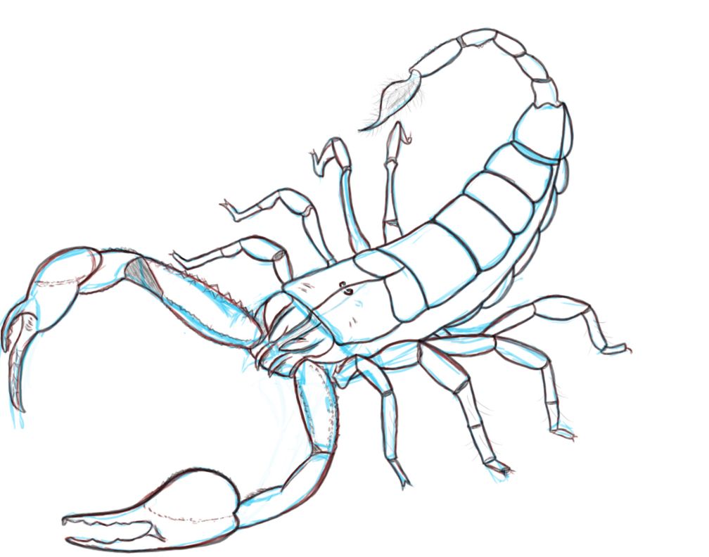 Scorpion Stinger Drawing Image