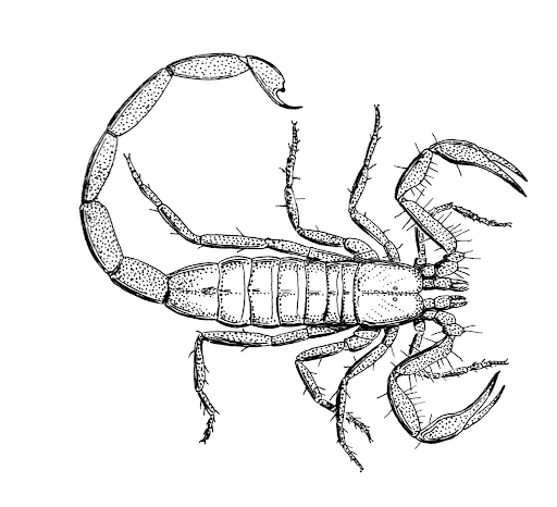 Scorpion Stinger Drawing Photo