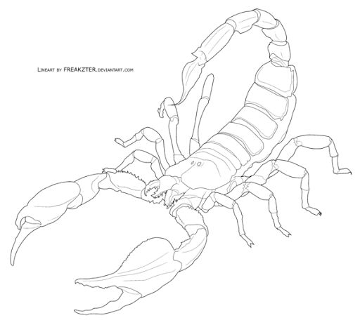 Scorpion Stinger Drawing Pic