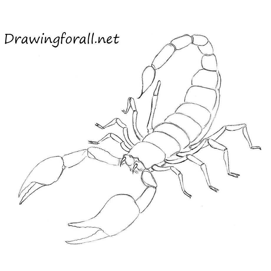 Scorpion Stinger Drawing Sketch