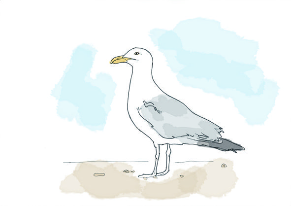 Seagull Drawing Art