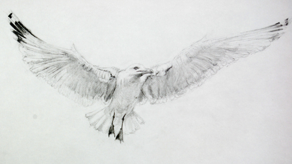 Seagull Drawing Beautiful Image