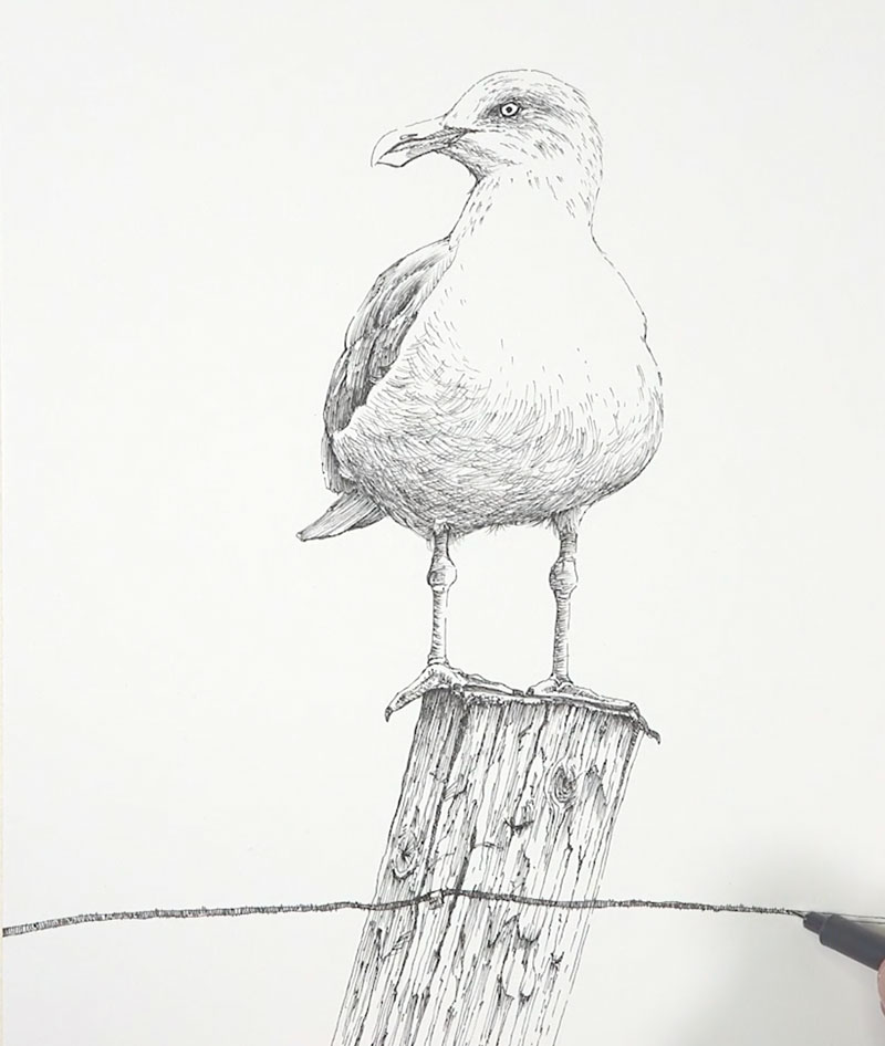 Seagull Drawing Image