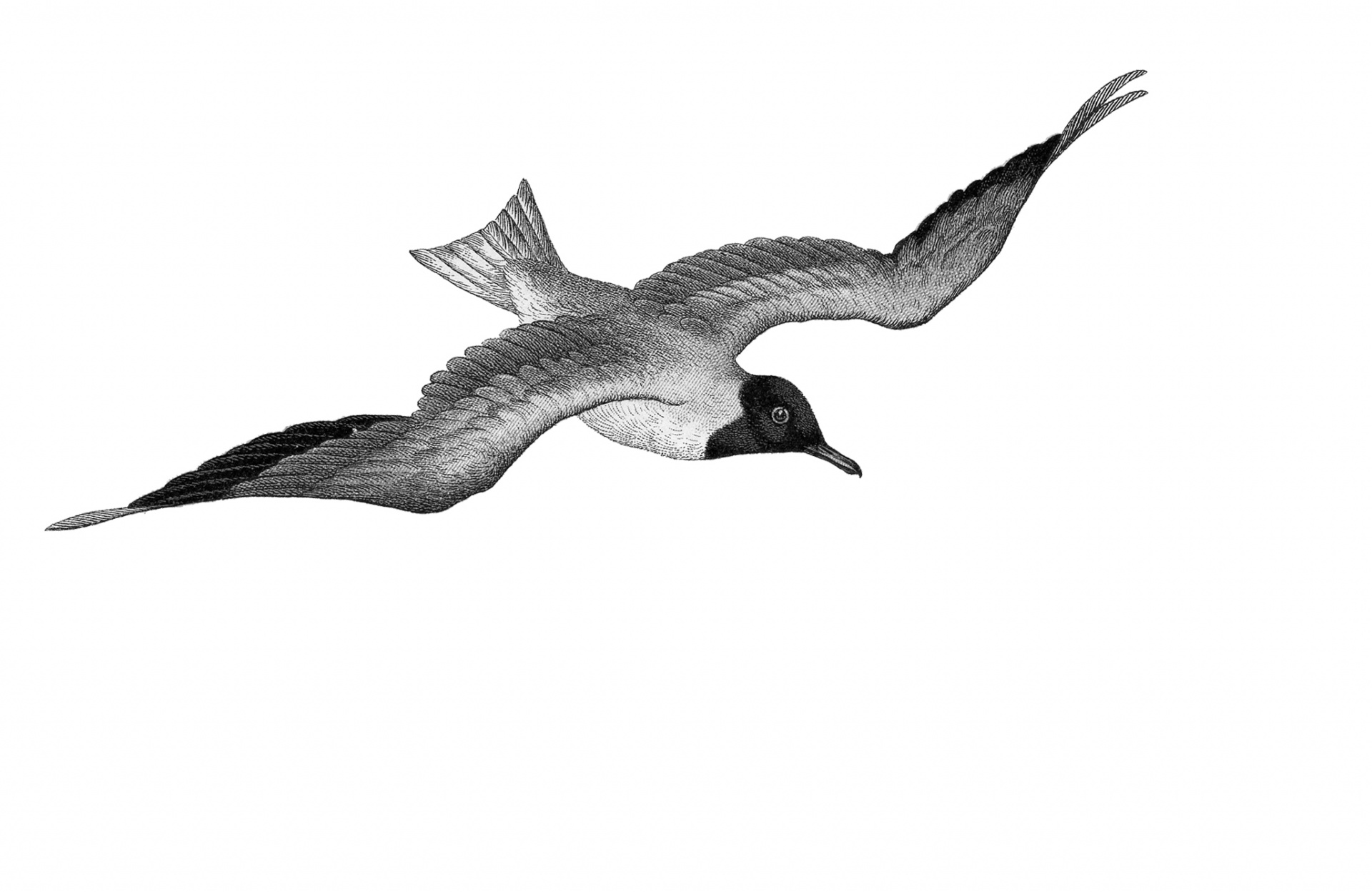 Seagull Drawing Pic