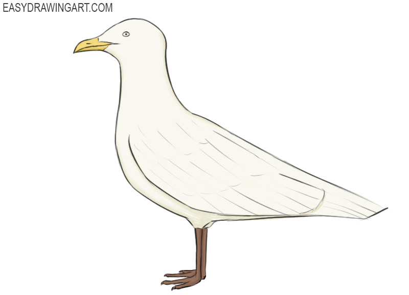 Seagull Drawing Pics