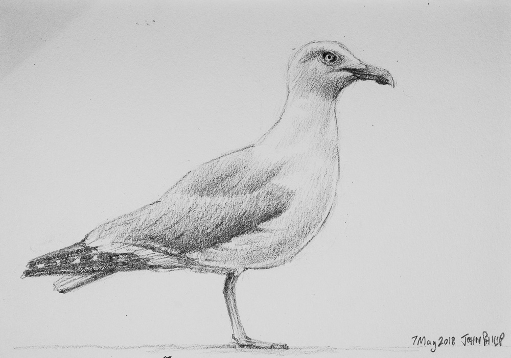 Seagull Drawing Realistic