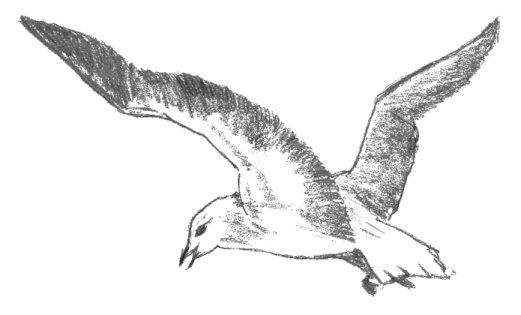 Seagull Drawing Sketch