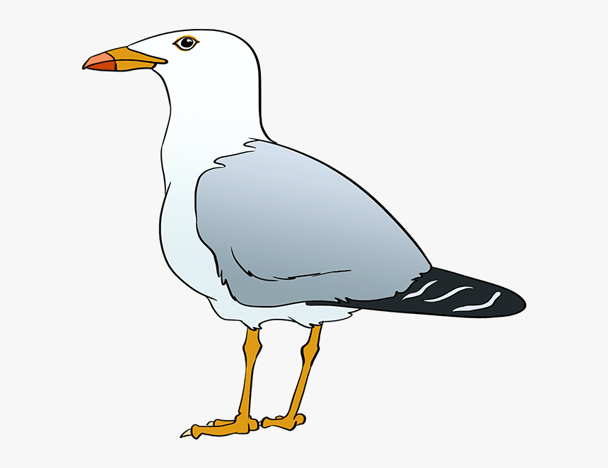 Seagull Drawing