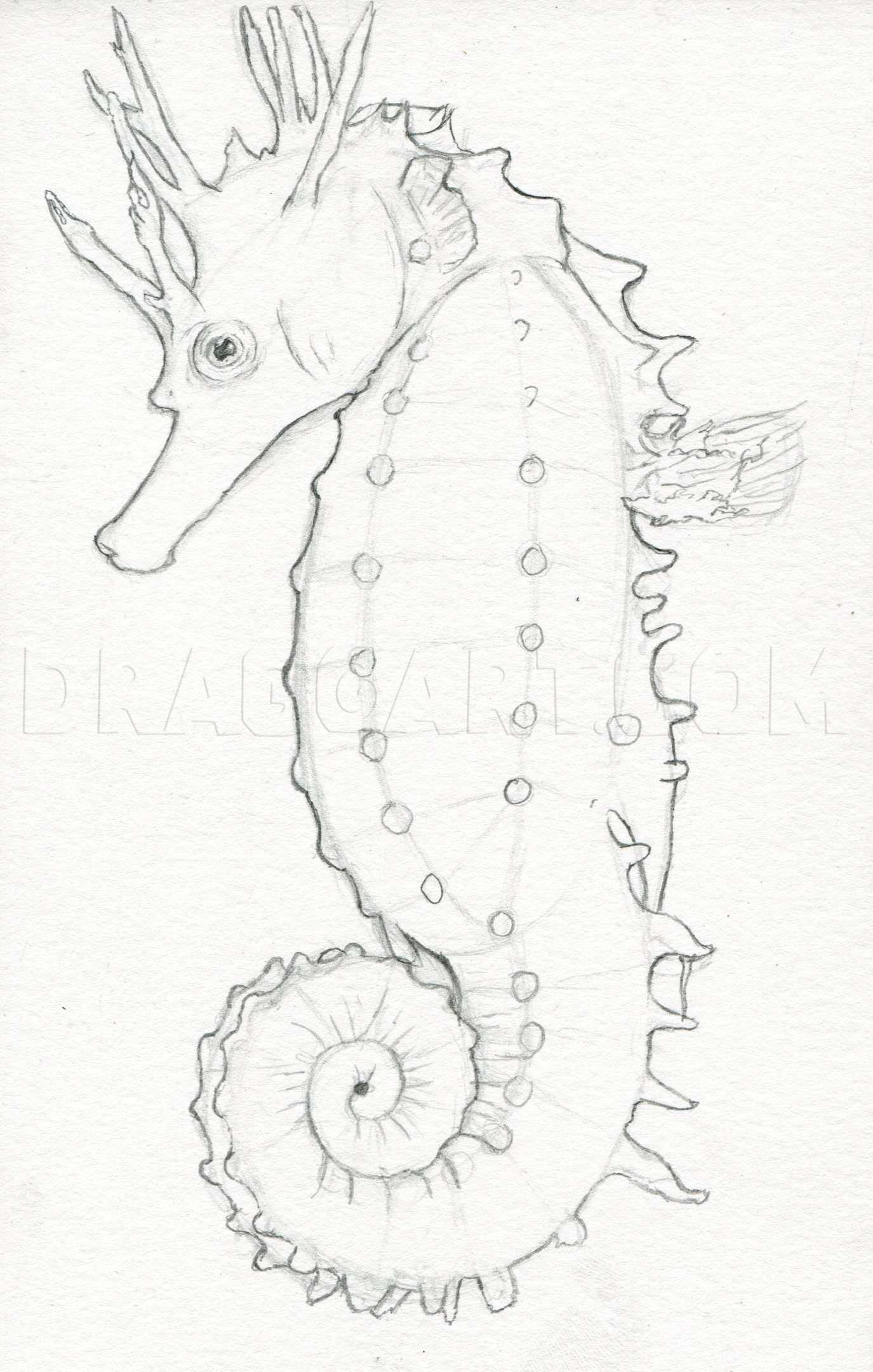 Seahorse Art Drawing