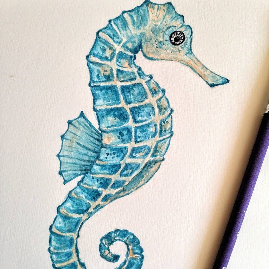 Seahorse Drawing Beautiful Image