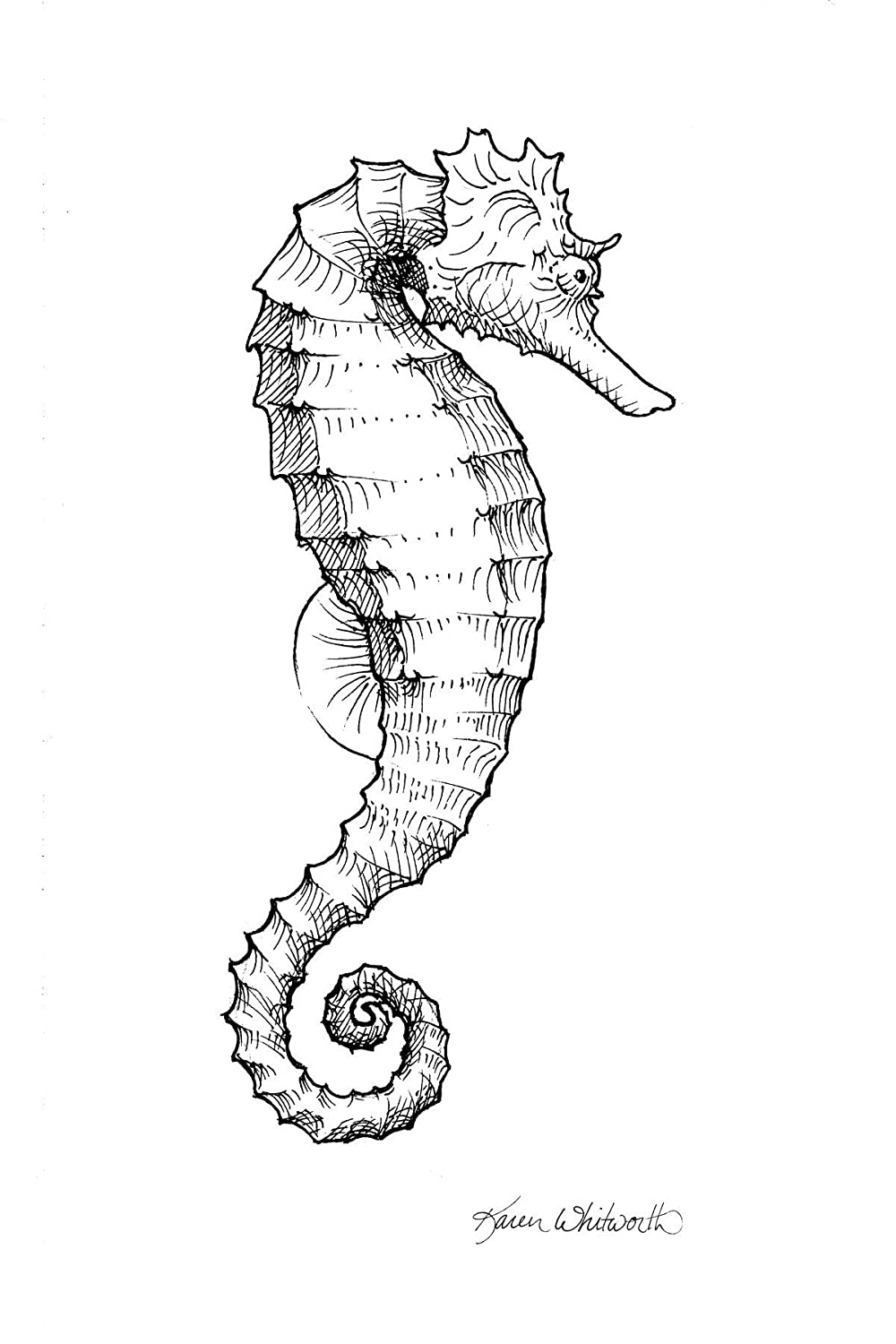 Seahorse Drawing Images