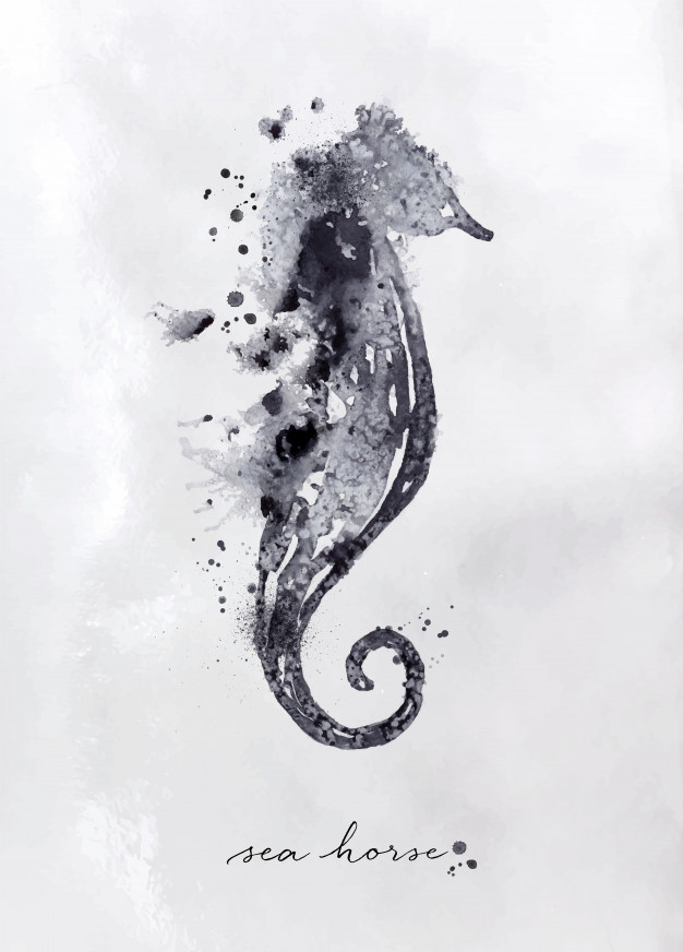 Seahorse Drawing Photo