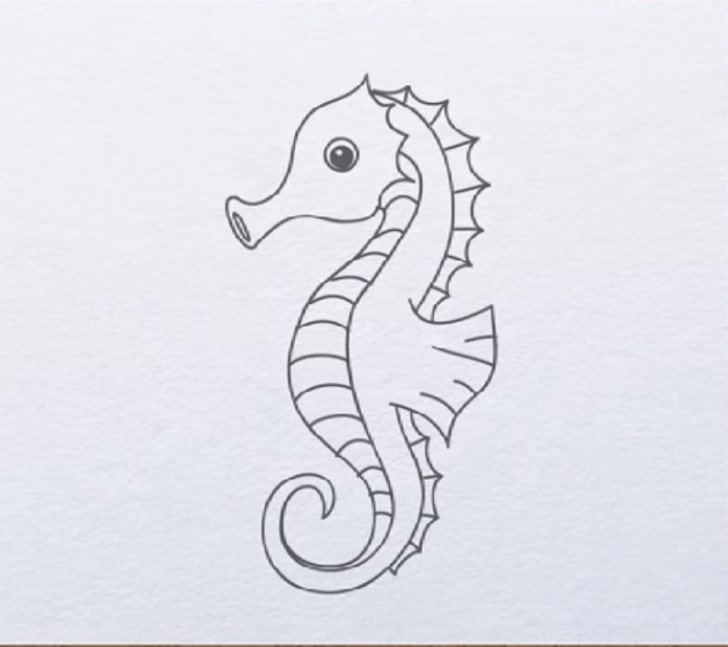 Seahorse Drawing Pics