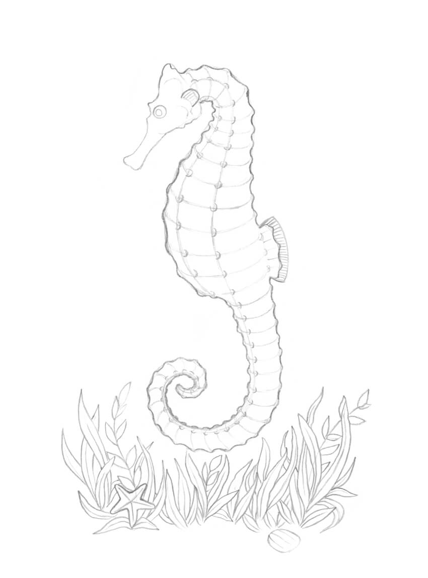 Seahorse Drawing Picture