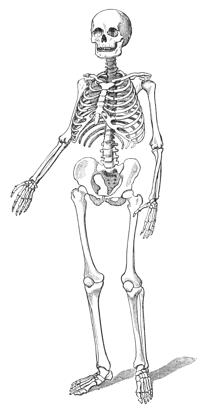 Skeleton Drawing Image