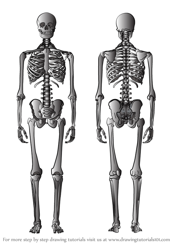 Skeleton Drawing Photo
