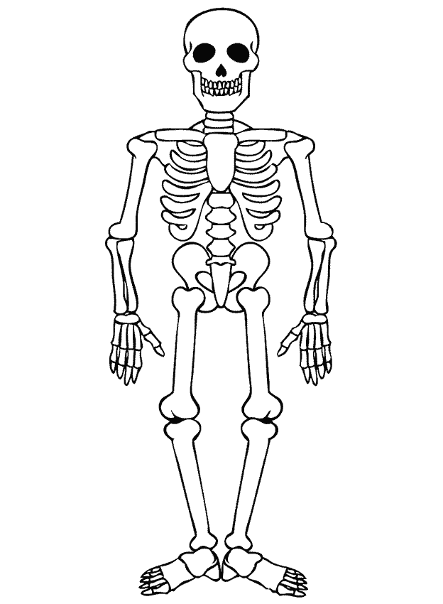 Skeleton Drawing Pic