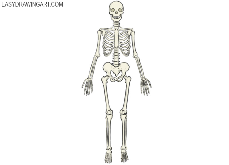 Skeleton Drawing Pics