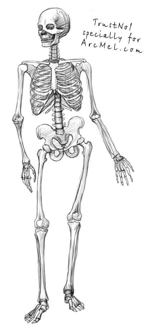 Skeleton Drawing Picture