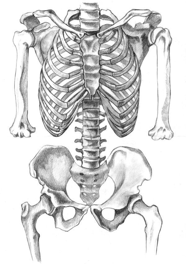 Aggregate 132+ realistic skeleton drawing - seven.edu.vn