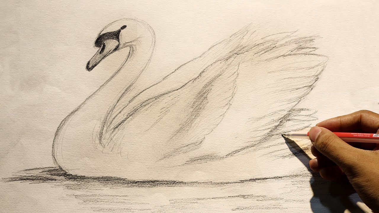 Swan Art Drawing