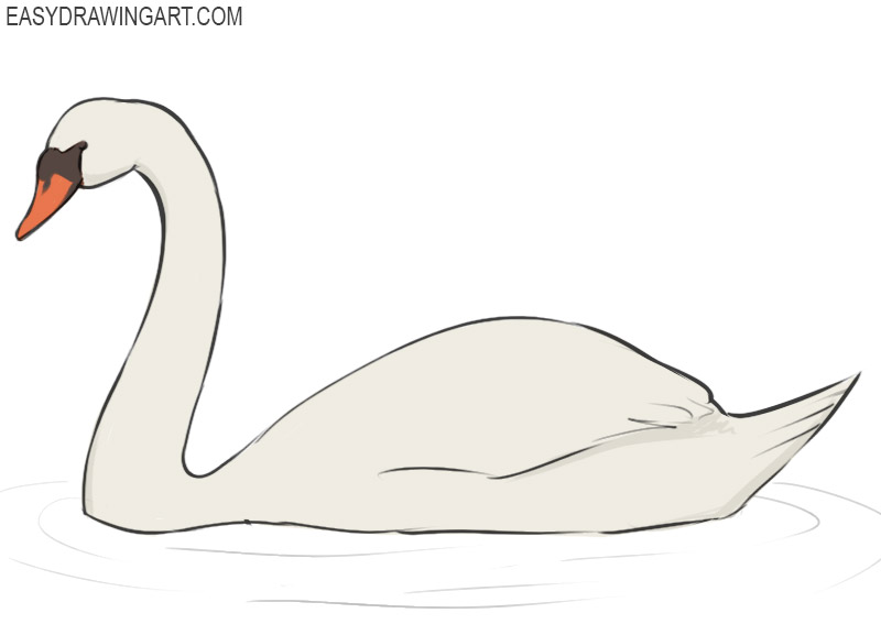 Swan Drawing Art