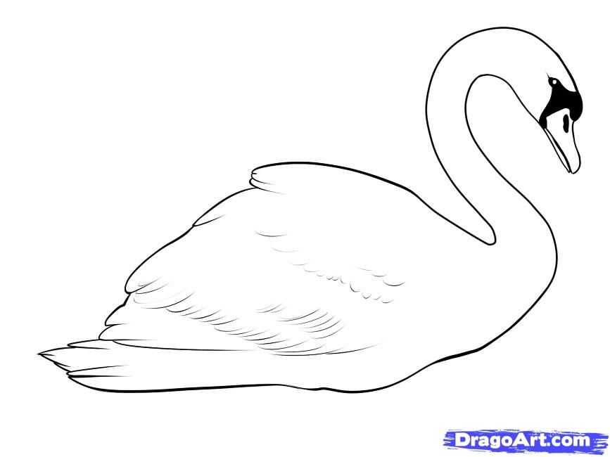 Swan Drawing Best
