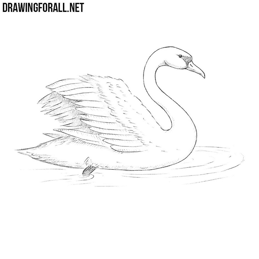 Swan Drawing Photo