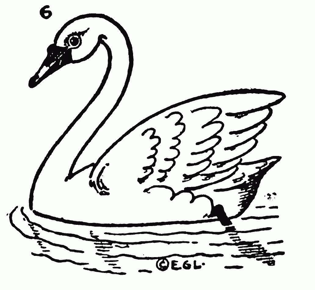 Swan Drawing Pics