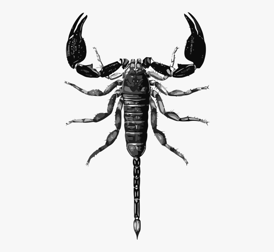 Venomous Scorpion Drawing Photo