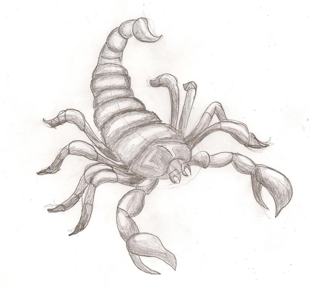 Venomous Scorpion Drawing Picture