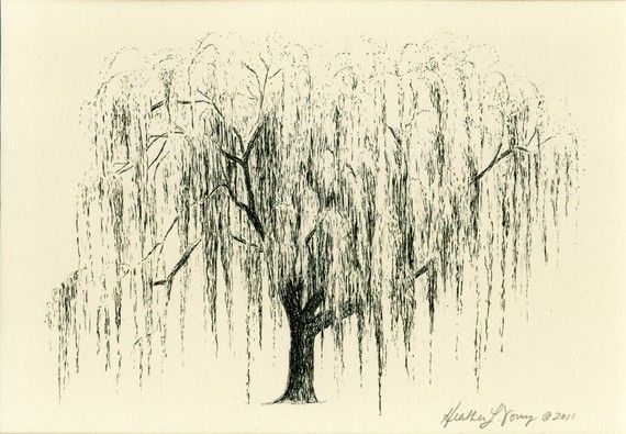 Weeping Willow Tree Art Drawing