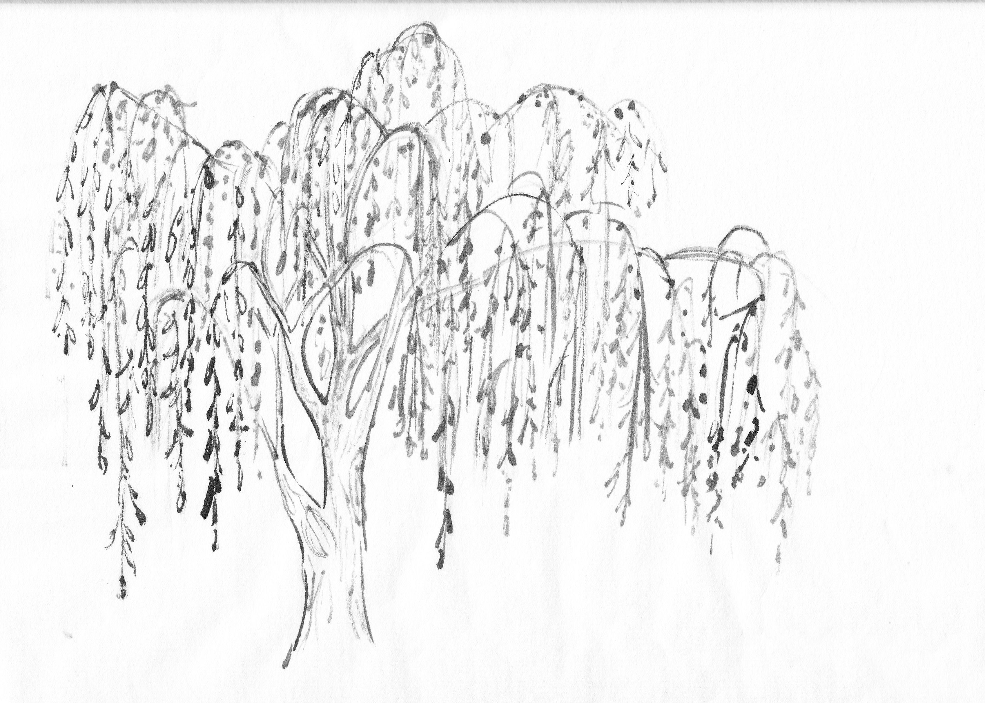 Weeping Willow Tree Drawing High-Quality