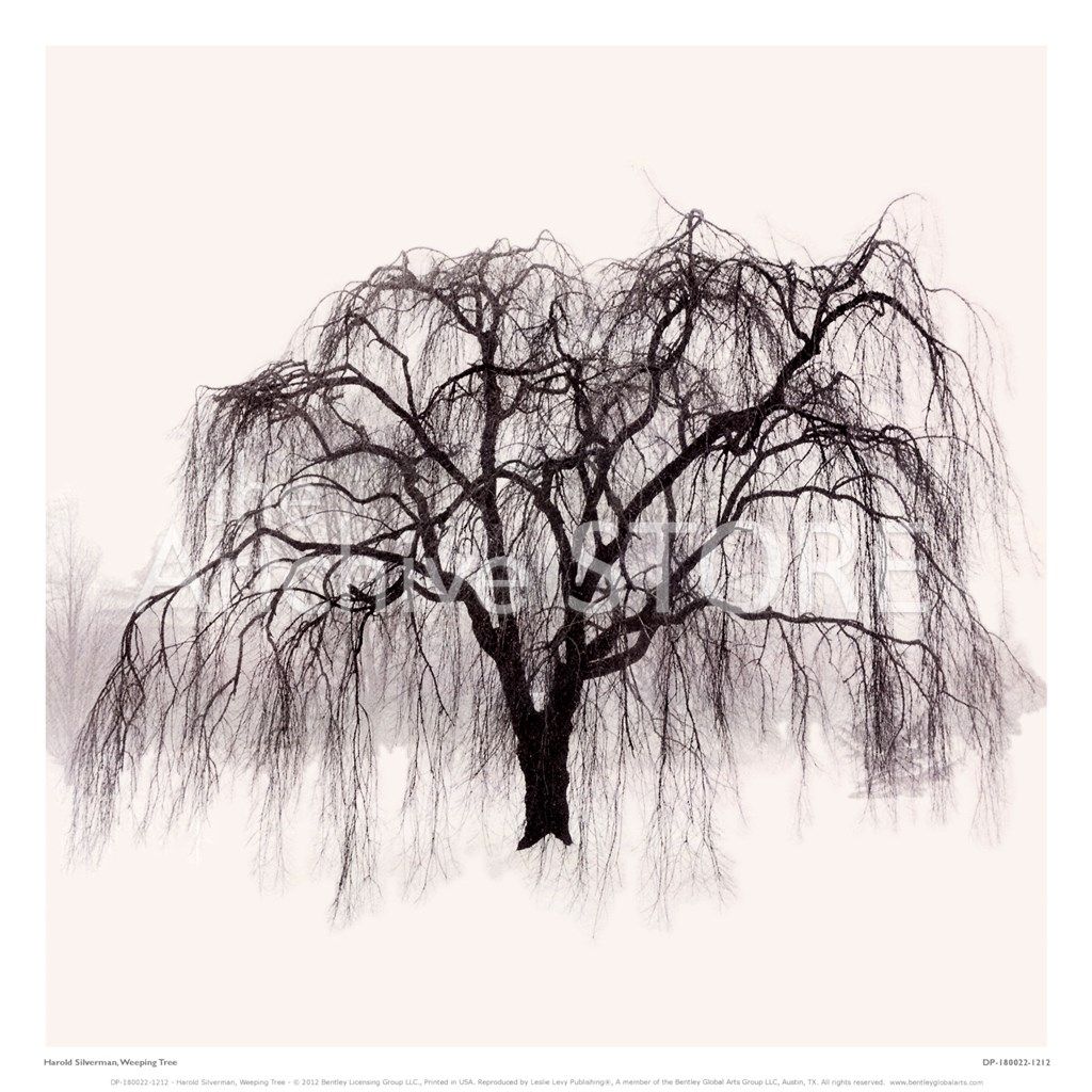 Weeping Willow Tree Drawing Images