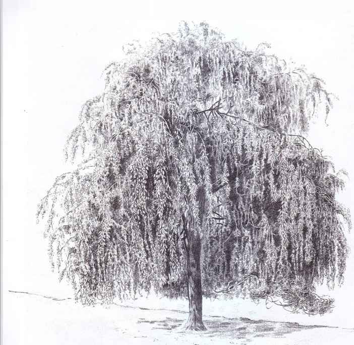 Weeping Willow Tree Drawing Pics