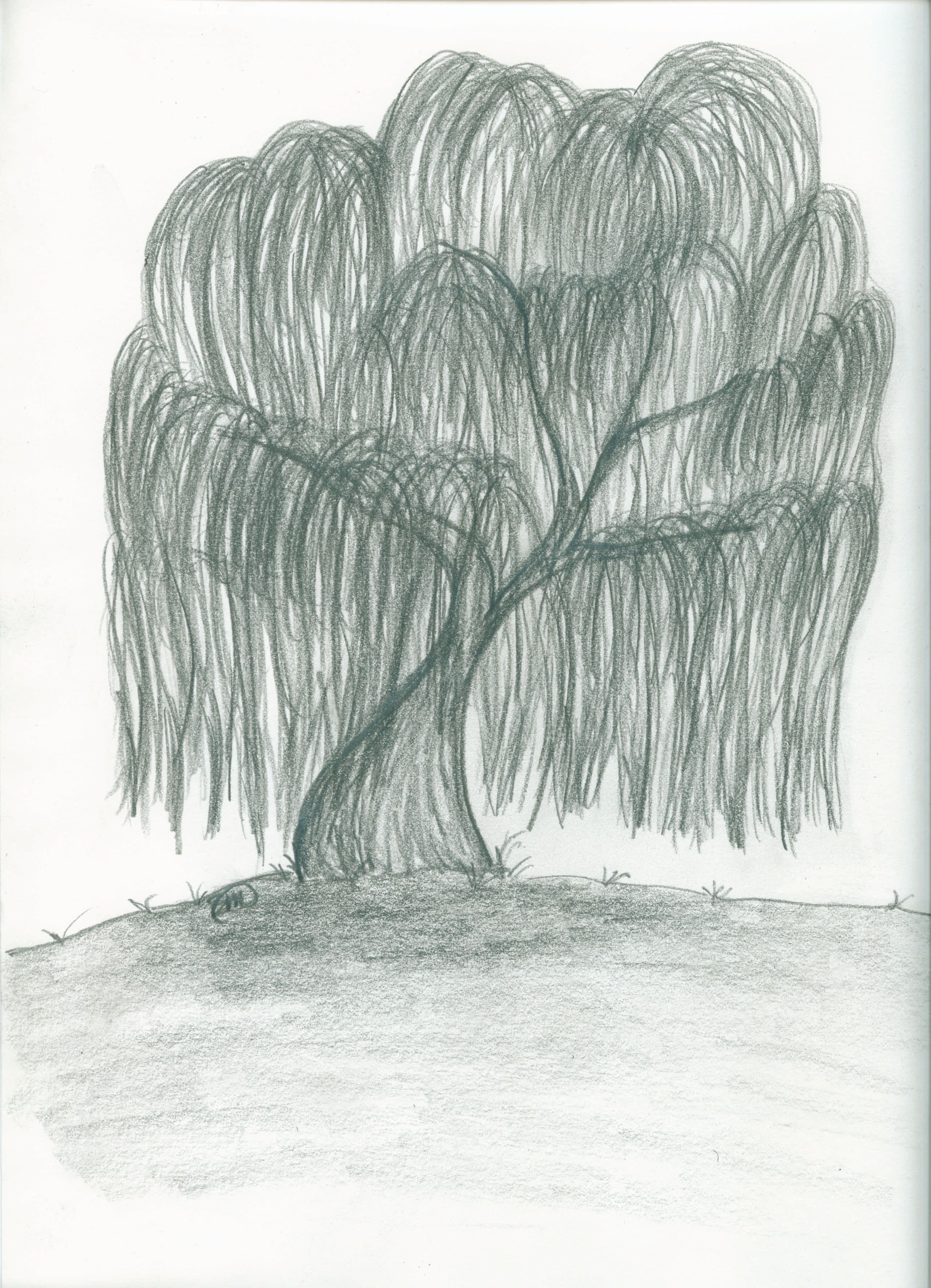 Weeping Willow Tree Drawing Picture