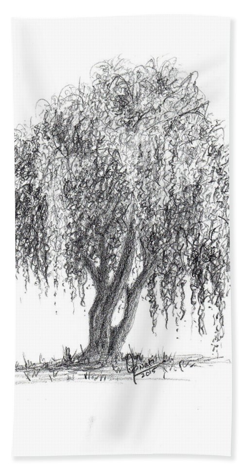 Weeping Willow Tree Drawing Realistic