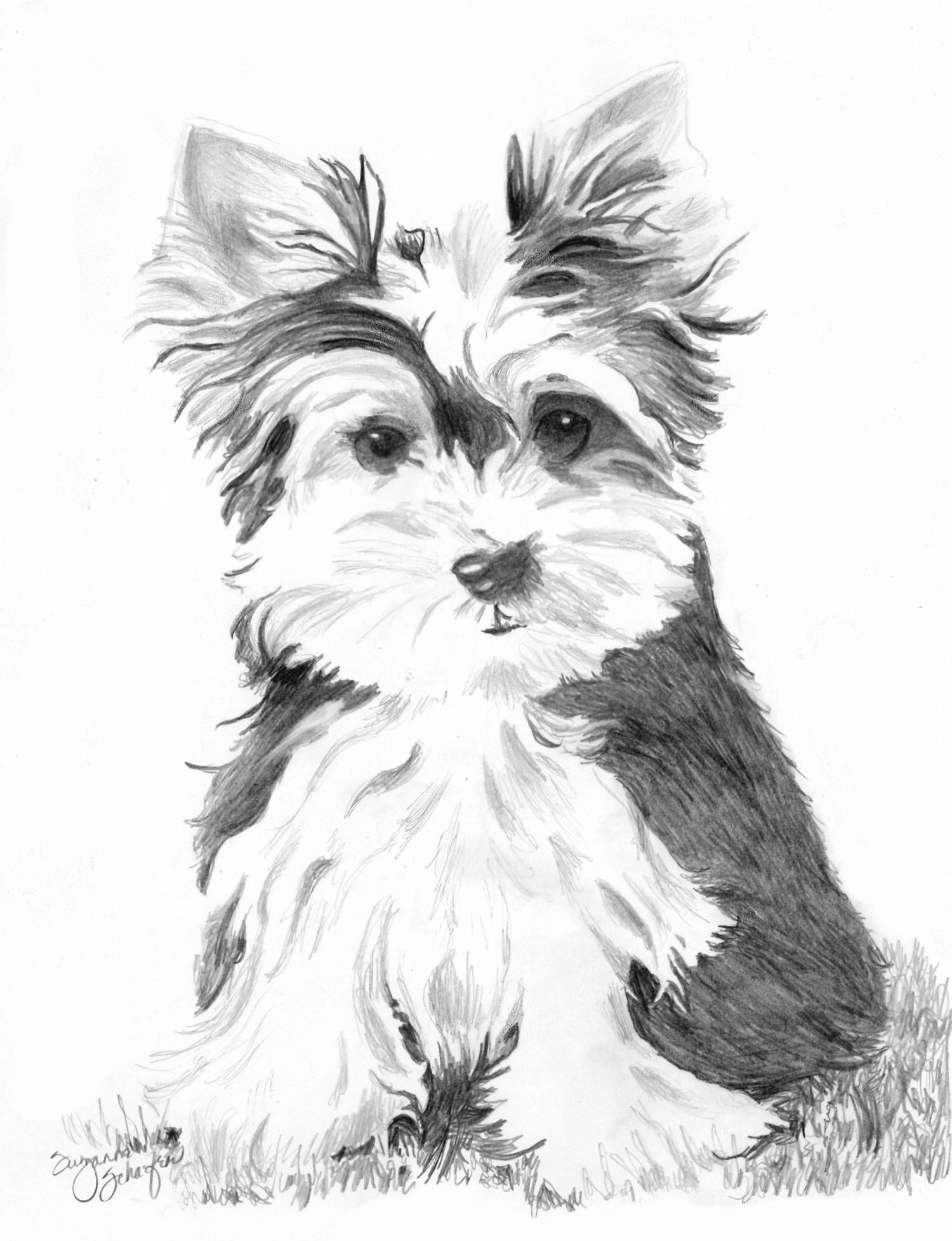 Yorkshire Terrier Drawing Pic