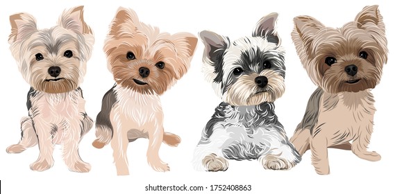 Yorkshire Terrier Drawing Pics
