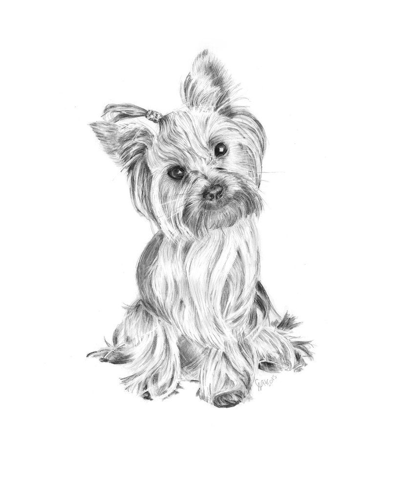 Yorkshire Terrier Drawing Realistic