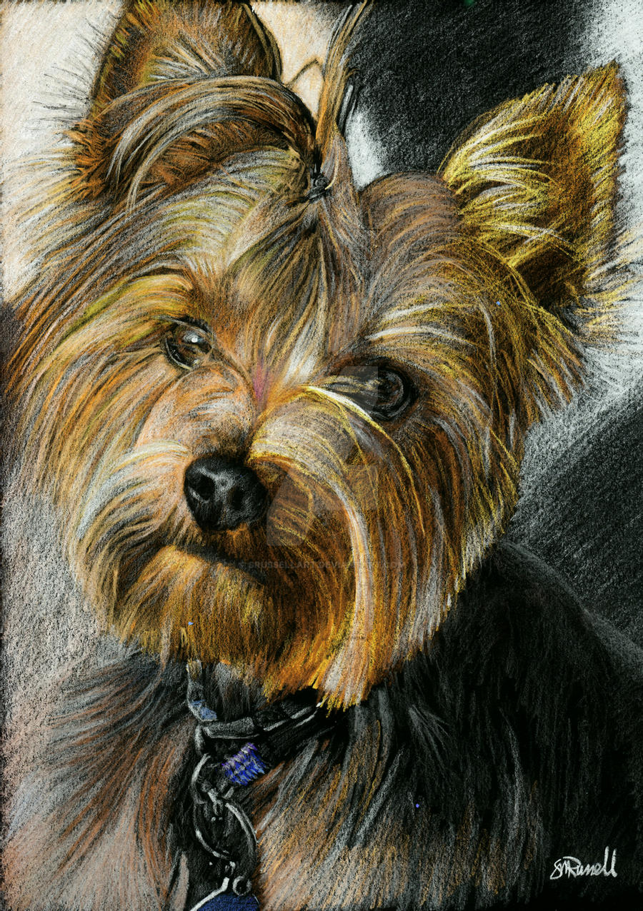 Yorkshire Terrier Drawing