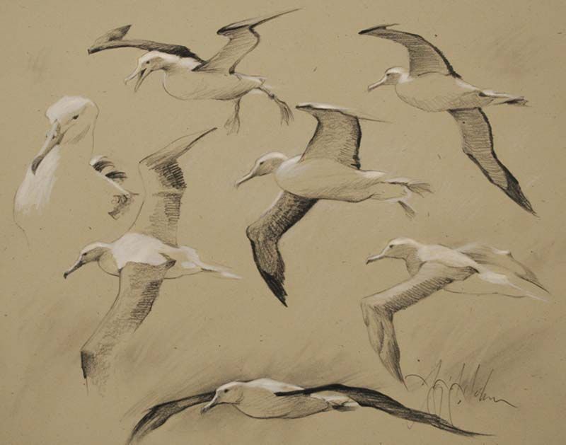 Albatross Art Drawing