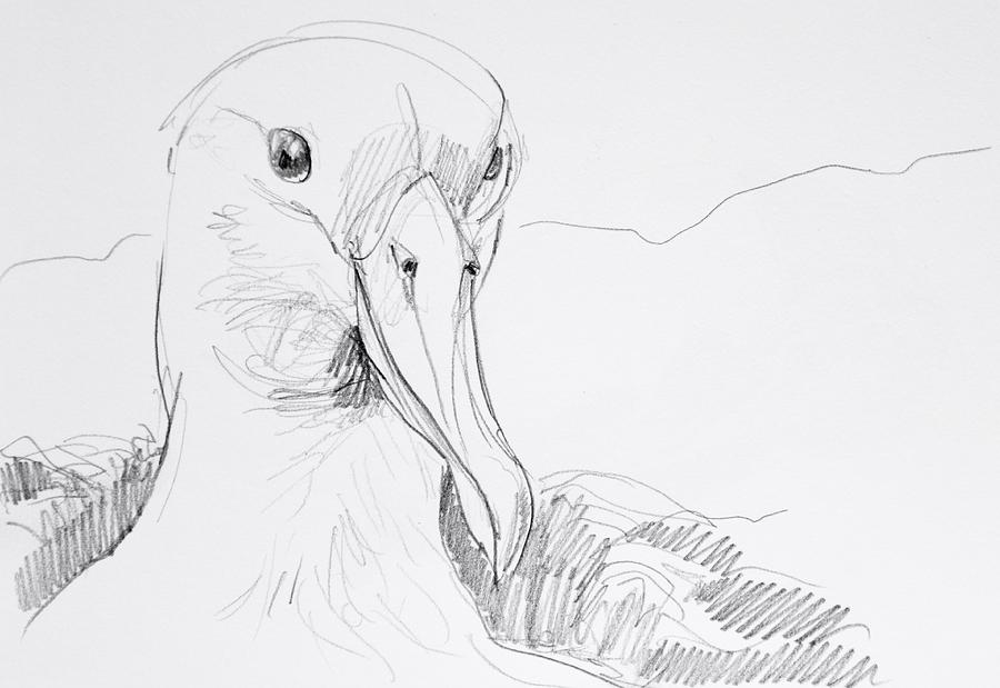 Albatross Drawing Amazing