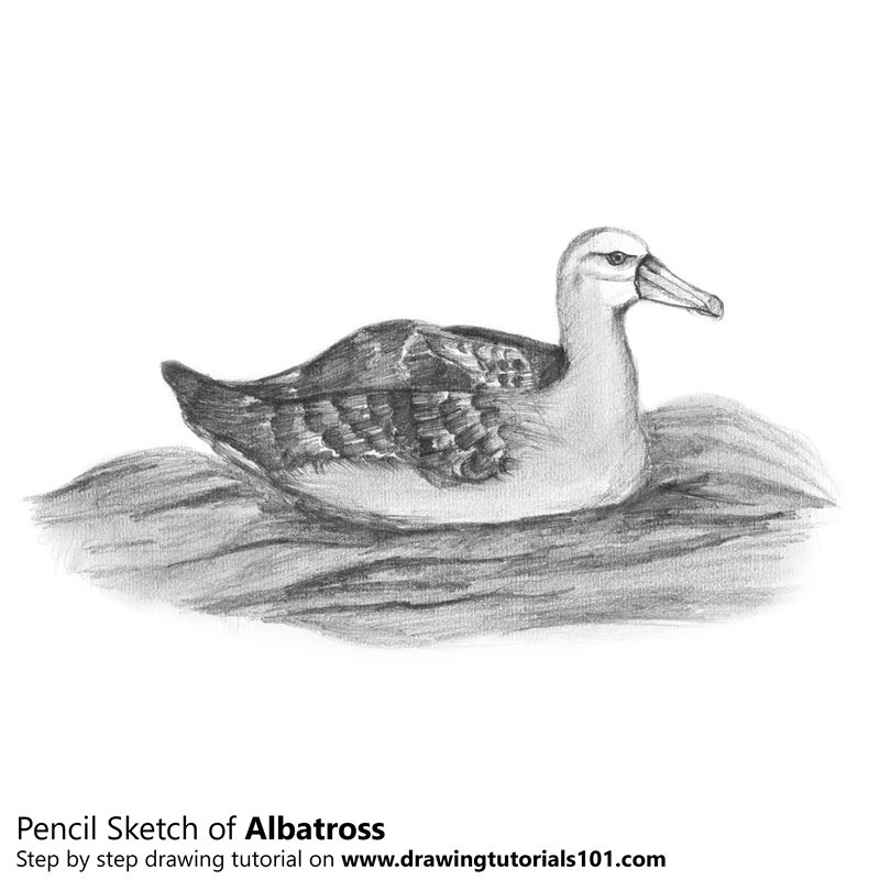 Albatross Drawing Beautiful Image