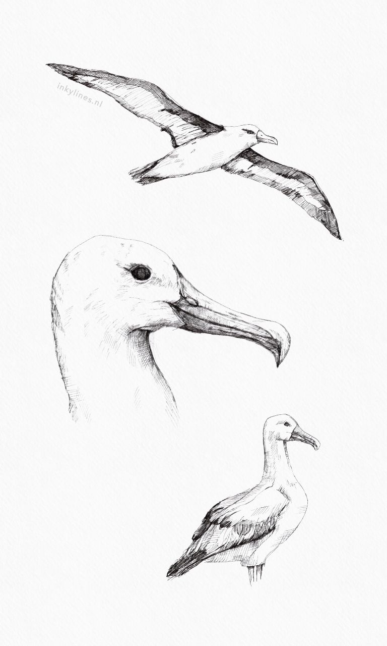 Albatross Drawing High-Quality