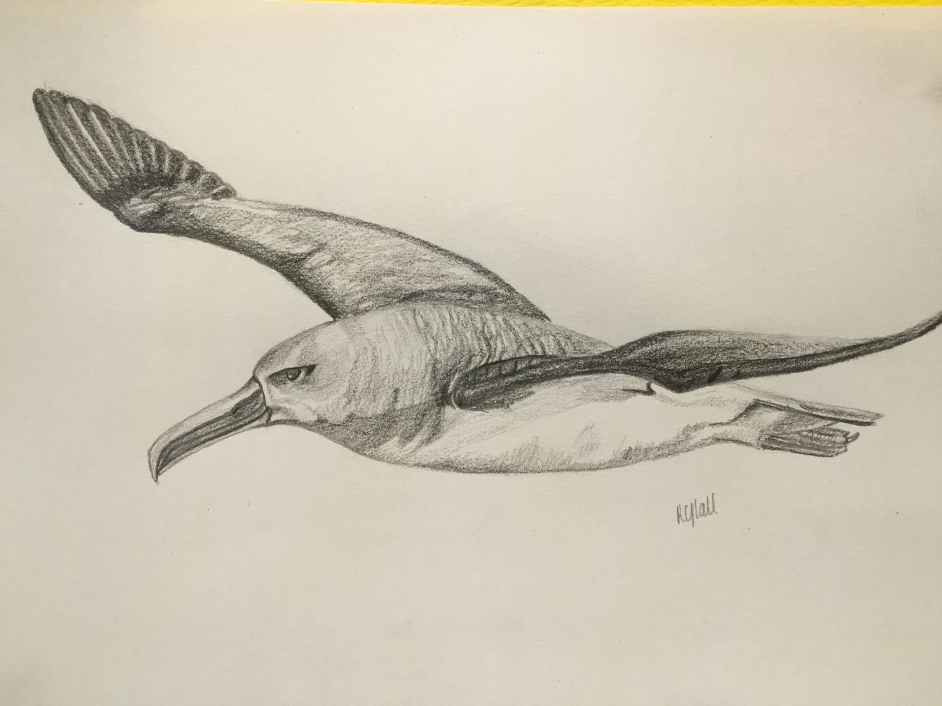 Albatross Drawing Images