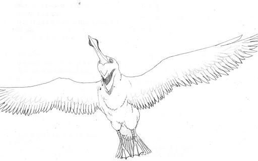 Albatross Drawing Pic